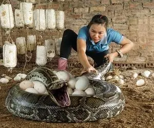 فراوری تخم مار؛ پیتون رو پرورش میدن بعد جفتگیری ترسان لرزان تخمشو برمیدارن نیمرو کنن