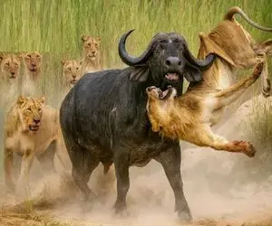 بدایع حیات وحش /  بوفالو ردی خوراکش خرد و خاکشیر کردن غرور سلطان جنگل