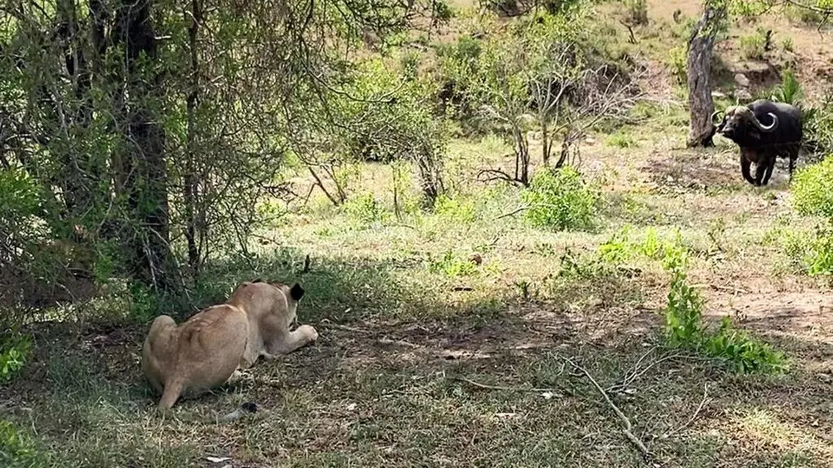 Clever-Lioness-Outsmarts-A-Buffalo-6-1024x576-ezgif.com-webp-to-jpg-converter