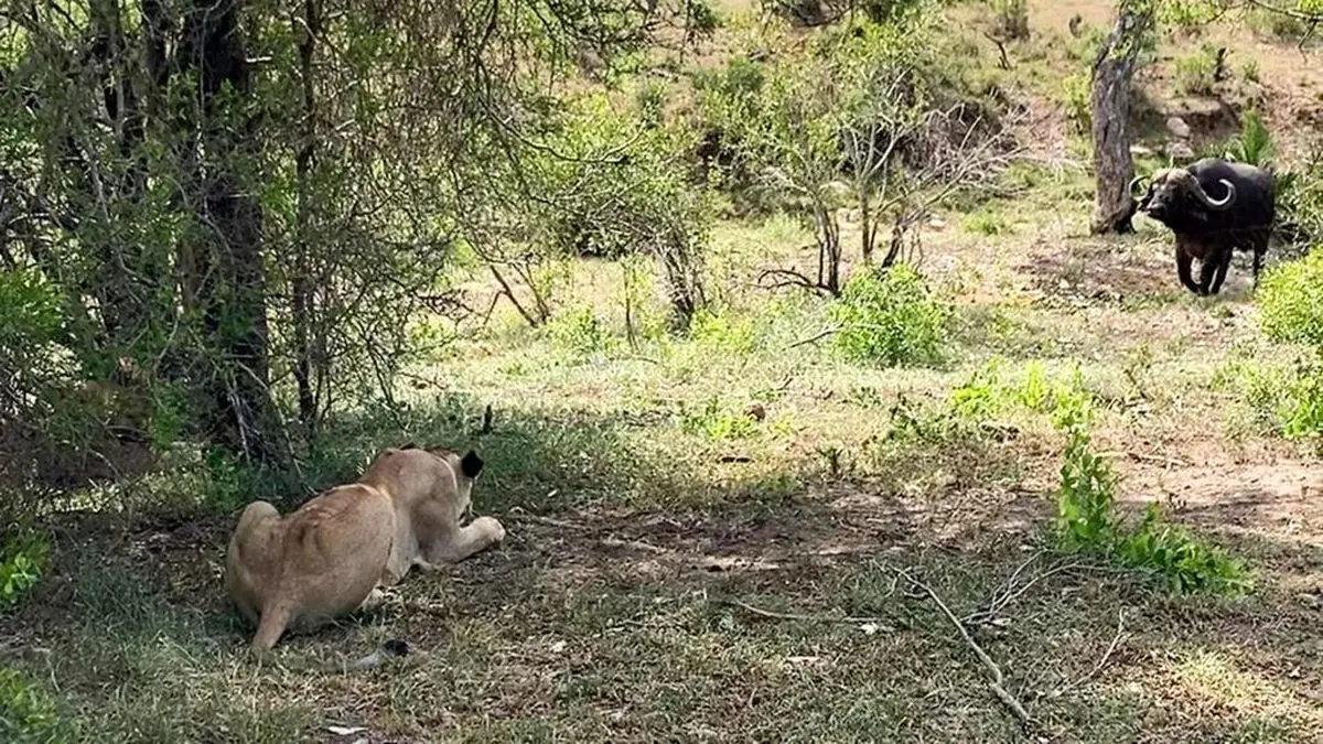 Clever-Lioness-Outsmarts-A-Buffalo-6-1024x576-ezgif.com-webp-to-jpg-converter