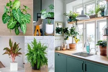 گیاهانی که کار هودُ تو آشپزخانه انجام میدن/ هر چی دود و آلودگی تو هوا رو هورت میکشن 