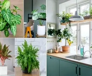 گیاهانی که کار هودُ تو آشپزخانه انجام میدن/ هر چی دود و آلودگی تو هوا رو هورت میکشن 