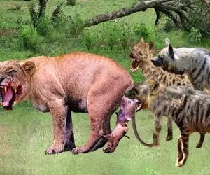 بدایع حیات وحش؛ کفتار سفاک رون پای شیر شریر و موقع تناول بابون پاره کرد خورد