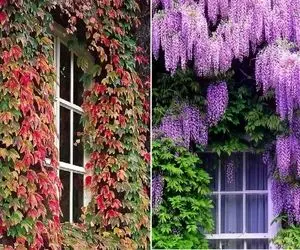 گیاهان چسبنده به دیوار مختص تمام فصول؛ ایجاد دیوار سبز رویایی و سازگار با هوای ایران