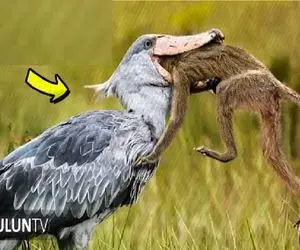 بدایع حیات وحش / حملات جسورانه پرندگان دهان گشاد به دیگر حیوانات برای بقا
