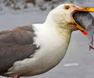 بدایع حیات وحش؛ مرغ دریایی تغییر رژیم غذایی داده جای ماهی بچه میمون نازنازی میخوره 