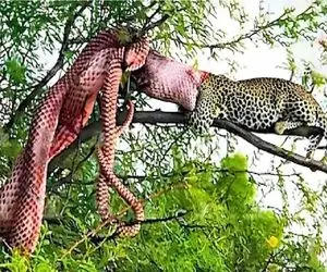 حیات وحش؛ با وجود پلنگ آسایش حیوونا حتی از روی درخت رخت بر بسته