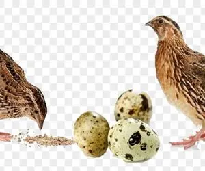 تعبیرخواب بلدرچین،دیدن تخم بلدرچین در خواب!