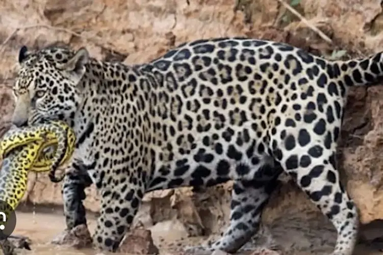 مستند حیات وحش؛ جگواز از آب پیتون میگیره