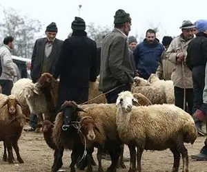 (جدول) قیمت دام زنده ۱۲ آبان ۱۴۰۳/ گوسفند زنده در اصفهان به ۳۰۰ هزار تومان رسید 