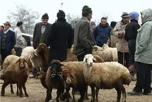 (جدول) قیمت دام زنده ۱۲ آبان ۱۴۰۳/ گوسفند زنده در اصفهان به ۳۰۰ هزار تومان رسید 