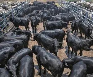 مزرعه گاو میلیارد دلاری / چگونه ژاپنی ها گرانترین گوشت گاو جهان را تولید می کنند؟