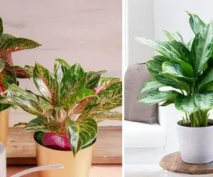 راهنمای نگهداری از گیاه آگلونما / رازهای شادابی و رشد سریع با روش های اصولی