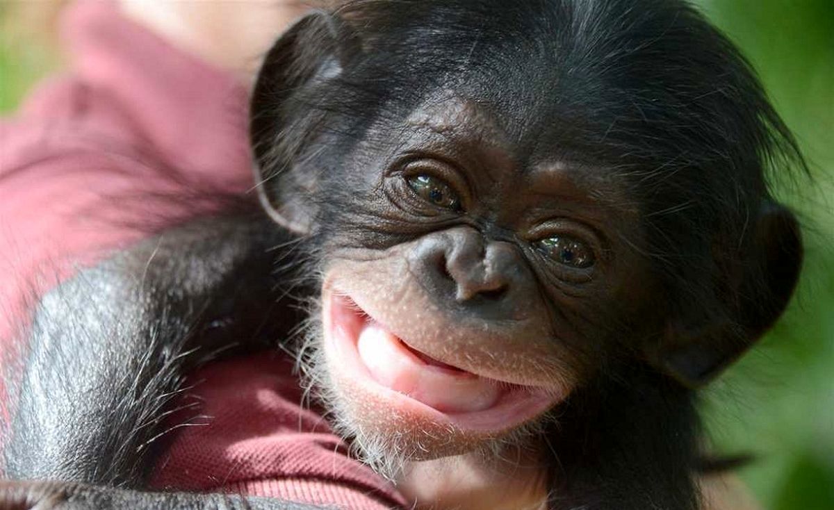Baby-Chimpanzee