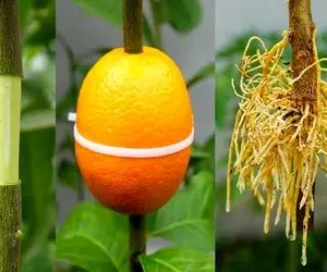 کشاورزی نوین؛ پوست پرتقال و پر خاک و کود میکنه پیوند میزنه به تنه نهال درختش دربیاد