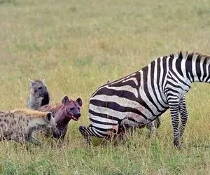 حیات وحش حیرت انگیز؛ کفتارهای خونخوار گورخر تنها رو شرحه شرحه کردن بیا و ببین! (ویدیو)