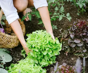 خاصیت کاهو بر لاغری، زیبایی پوست و سلامتی