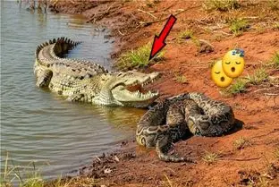 مستند حیات وحش / پیتون به هرچی بپیچه الفاتحه