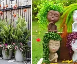 معرفی گیاهان آپارتمانی ساکولنت / این قلمبه های دلبر هر جا باشن مثل یه خانوم شیک هستن