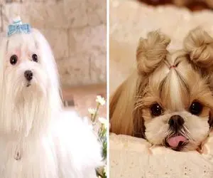 سگ ها از چه چیزهایی میترسند؛ فوبیاهایی که در بعضی از مواقع برای ما خنده دارن