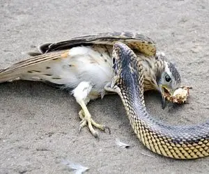 جذابیت حیات وحش؛ شاهین پس از یک جدال ناجوانمردانه زمین بازی را به مار واگذار کرد