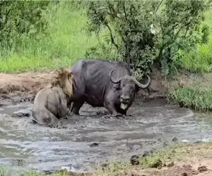 مستند حیات وحش؛ شیر داشت مفت بوفالو رو میبرد که رفیقاشو صدا کرد