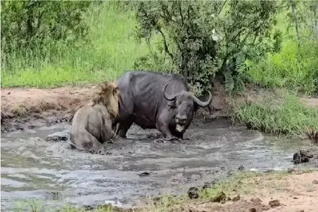 مستند حیات وحش؛ شیر داشت مفت بوفالو رو میبرد که رفیقاشو صدا کرد