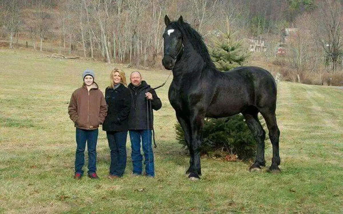 moose-82596