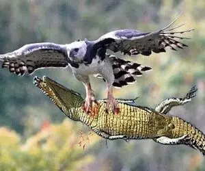 شاهکار حیات وحش؛ عقاب بدسگال تمساحی که در حال خوردن پلنگ بود رو قاپید و بلعید