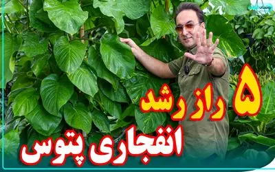 رشد انفجاری گل و گیاه؛ 5 راز برای اینکه گل پتوس زیاد و سریع بزرگ بشه و بشه اندازه نخل