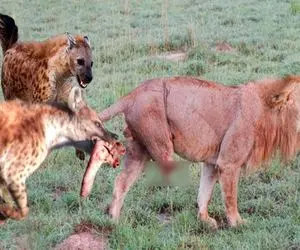 نبردهای شدید / کفتارهای گرسنه منظره‌ای باورنکردنی در حمله به شیر را شکل دادند