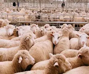 قیمت دام زنده امروز ۱۷ فروردین ۱۴۰۴ + جدول