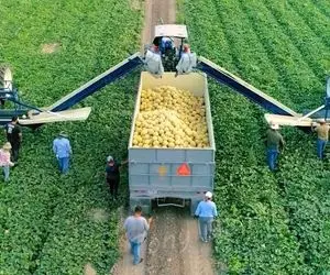 کشاورزی مدرن؛ ماشین هایی ساختن که خودشون محصولات کشاورزی رو میکارن خودشونم میچینن