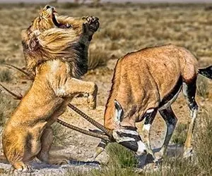 از جذابیت های حیات وحش؛ بز با شاخ های تیزش شد بلای جان درندگان و شکم شون رو پاره کرد