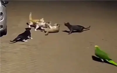 طنز حیات وحش؛ دعوا گربه ها بالا گرفته بود که با اومدن طوطی وزه غلاف کردن