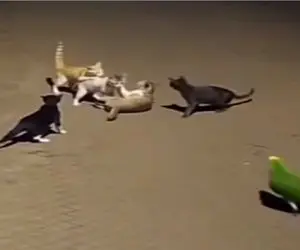 طنز حیات وحش؛ دعوا گربه ها بالا گرفته بود که با اومدن طوطی وزه غلاف کردن