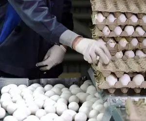 تخم‌مرغ جایگزین گوشت شد؟