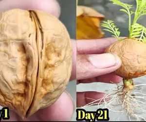 کشاورزی نوین؛ فرآیند انتشار و نحوه رشد درخت گردو از دانه در خانه