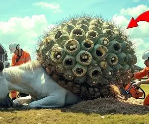 حیات وحش مصنوعی؛ تلاش تیم نجات برای خلاصی اسب بی پناه از نفرین کاکتوس غول