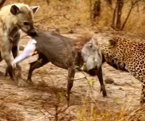 از جذابیت های حیات وحش؛ صحنه دلخراشی که کفتار پست فطرت پوست گراز زنده رو کند