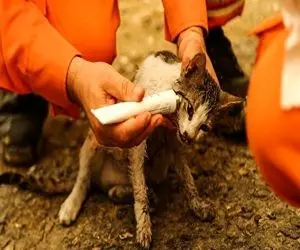 ترکیه در بحران آتش سوزی+گزارش تصویری