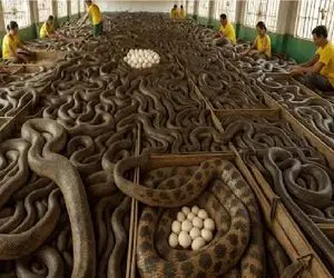 فرآوری مار؛ مار شلنگی قطور میکنن بندازن تو شیشه الکل دواش رو مصرف کنن