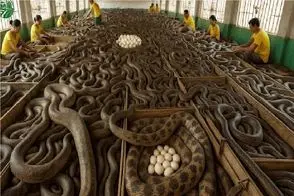 فرآوری مار؛ مار شلنگی قطور میکنن بندازن تو شیشه الکل دواش رو مصرف کنن