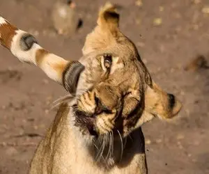 جذابیت حیات وحش؛ زرافه دراز ناز با یه لگد صورت شیر سفاک مثله کرد کفتار بلعید