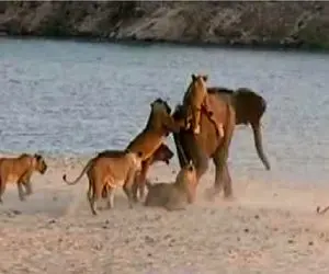 جذابیت حیات وحش / پیگیری نافرجام 14شیر برای پایین کشیدن فیل دو تنی