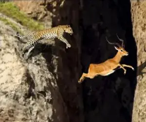 مستند حیات وحش / پلنگ پرید ایمپالارو به نیش بکشه کفتار لاشخور فراریش داد