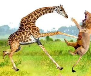 مستند حیات وحش /  زرافه دراز ناز چهار نعل میره تو سینه شیر شقی