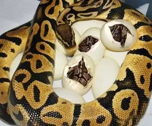 فرآوری مار؛ تخم پیتونو تو پر قو بزرگ میکنن بعد غول شدن چرخش میکنن ژامبون شه