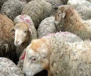 (جدول) قیمت دام زنده امروز ۳ اردیبهشت ۱۴۰۴ / خاموشی بازار ادامه‌دار شد