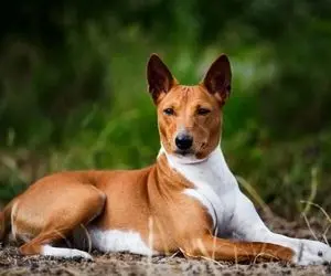 خطرناک ترین سگ های جهان